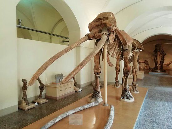 University of Florence Natural History Museum